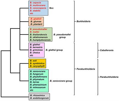 Iron Acquisition Mechanisms and Their Role in the Virulence of Burkholderia Species